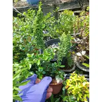 在飛比找蝦皮購物優惠-小品盆栽素材 石化檜 黑刺柑 迷你盆栽 高約10公分 兩棵石