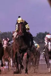 1970s Champion Race Horse Seattle Slew 8 Horse Racing Old Photo