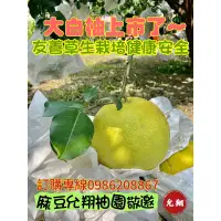 在飛比找蝦皮購物優惠-麻豆大白柚、麻豆允翔柚園