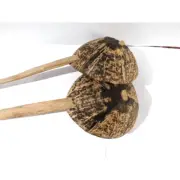 2 PCS Ceylon Handmade Coconut Shell Spoons Kitchen tools 100% Eco Friendly