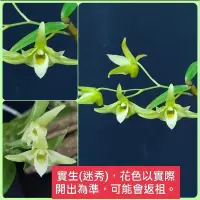 在飛比找蝦皮購物優惠-【蘭蕨雨林】Den. tosaense var. alba 