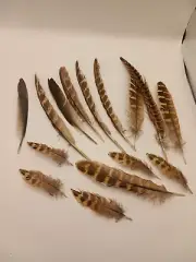 cruelty free found PHEASANT and other Natural Feathers