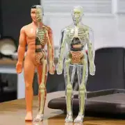 Two Kinds of 3D Human Body Anatomy Model Children Plastic DIY Skeleton Science