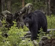 BLACK BEAR IN THE WOODS COMPUTER MOUSE PAD 9 X 7