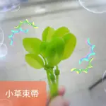 桃園【現貨】小草束帶線材束帶綠能小葉子束帶紓壓裝飾電動機車GOGORO單車腳踏車自行車手把大牌線路束線帶YAMAHA光陽