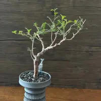 在飛比找蝦皮購物優惠-羽葉沒藥Commiphora monstruosa種子