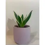 【室內植物盆栽】虎尾蘭(4吋盆)搭配IKEA GRADVIS