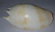 170 mm GREAT PATTERN Melo Amphora Volute Seashell #AB3 From Labuan Bajo