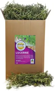 Alfalfa Hay (Lucerne) 3 KG Box - Natural Rabbit & Guinea Pig Treat - Freshly ...