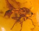 Large Wasp with Pointed Tongue and Millipede in Burmite Amber Fossi Dinosaur Age