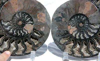 Dinosaur age PAIR 1-n-100 BLACK Ammonite XXLarge 200mm 110myo FOSSIL 8.0" 1005uo