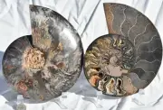 Large Black Ammonite Pair Nice Crystals 7.4" 110myo XXXLG Fossil 187mm 3226ty