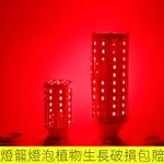 LED紅光玉米燈 燈籠燈泡 大紅色豬肉節能燈 喜慶婚禮紅燈 E27螺口