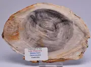 CASUARINA PETRIFIED FOSSIL WOOD, late Oligocene, Queensland Australia S429