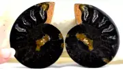 Black Ammonite Pair Crystal 57mm Medium 110myo Dinosaur age FOSSIL 2.2" e3603xx