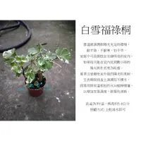 在飛比找蝦皮購物優惠-心栽花坊-白雪福祿桐/圓葉福祿桐/銀邊福祿桐/3吋/小品幼苗