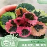 日本山野草姬雪之下姬虎耳草種子七變化菖蒲草種子微型綠植微盆景花卉種子