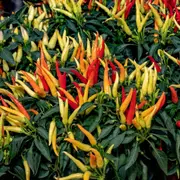Chilli - Fire & Ice seeds