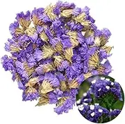 TooGet Flower Petals and Buds Forget-me-not Bulk Flower to Make Sachets, Potpourris, Flowers DIY, Candle Making, Wedding Decoration, for All Kinds of Flowers Crafts - 2 OZ