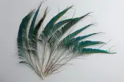 15 Pcs PEACOCK SWORDS Natural Feathers 10-14" Craft/Pad/Costume/Halloween/Bridal