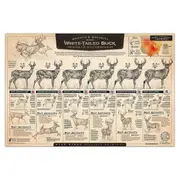 "The Growth and Maturity of the White-Tailed Buck" Paper Prints A As Shown