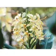 GINGER LILY Fragrance Oil for making Candles, Soaps, Wax Melts etc.