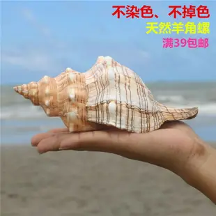 天然貝殼大海螺殼天然魚缸裝飾品水族箱造景寄居蟹有聲音的海螺殼