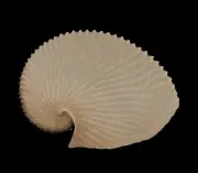 Sea shells Argonauta argo 152.1mm. Aquarium Decoration Products