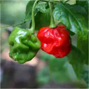 Chilli - BTR seeds