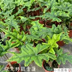 小花園藝 傑克林觀音蓮 觀葉植物 觀音蓮 5吋盆 $550 特價320