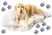 PupRug Orthopedic Dog Bed for Large Dogs with Fluffy Soft Faux Fur and Memory...