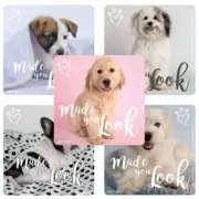 25 Rachael Hale Made Your Look Cat Dog Kitty Puppy Stickers Party Favors