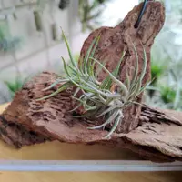 在飛比找蝦皮購物優惠-空氣鳳梨 Tillandsia bandensis 扁擔西施