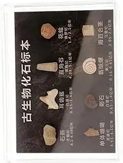 Anneome Specimen Teaching Props Science Paleontology Specimen Sample Decor Real Model Desktop Ornament Learning Stone Sample Model Decor Ornament Household Decoration