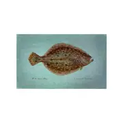Betsy Drake Flounder Door Mat - 30 x 50 in.