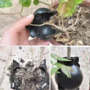 10pcs Plant Rooting Ball Propagation Rooting Box Reusable Plant Root Growing Box