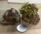 LOT of 2 Hand Carved Jumping Spider Enclosure, Hides, Decorations All Natural