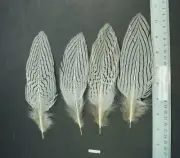 Four Sebastiani Natural Silver Pheasant Wing 7" to 7.5" Feathers Lot-SF 98