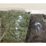 吉園香藥草農場 @台灣無農藥種植養生 防護香草茶 （紫蘇 魚腥草 桑葉 薄荷茶) 獨家配方