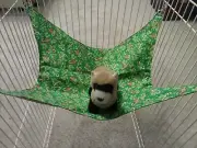 Ferret Double-Sided Hammock - Christmas Candy Canes & Gingerbread Man 13" x 15"
