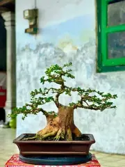 Bonsai Premna Micropylla | Bonsai Tree | Bonsai juniperus | Bonsai Maple