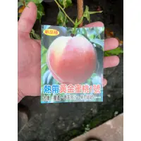 在飛比找蝦皮購物優惠-熱帶黃金蜜桃1號 高度約80公分