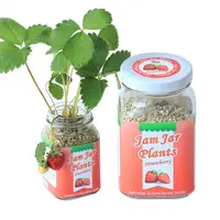 在飛比找PChome24h購物優惠-【迎光】Jam Jar Plants小植栽-迷你草莓
