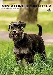 Miniature Schnauzer Calendar 2026 – A Year of Whiskered Charm and Lively Personality