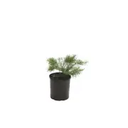 140mm Melaleuca Green Globe - Melaleuca armillaris