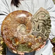 10.8LB Natural Tentacle conch fossil specimens of Madagascar