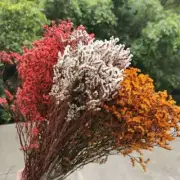 Natural Preserved Crystal Grass Dried Flowers Artificial Wedding Home Decor 50g