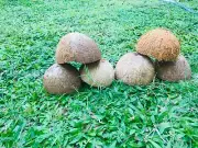 Coconut Shell Halves Fiber Natural For Handicraft Pet Feed Child Play 10 pieces