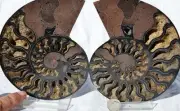 Large Black Ammonite PAIR Deep Crystals 110myo FOSSIL XXL 153mm 6.0" 9624cc