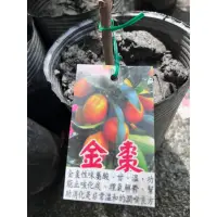 在飛比找蝦皮購物優惠-頂耀園藝 金棗苗 高度約50-60公分